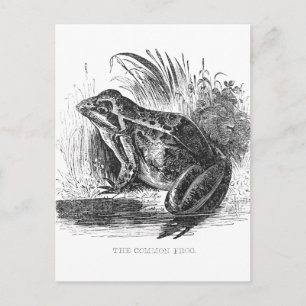 Carte Postale Dessin à la plume et à l'encre de grenouille vinta