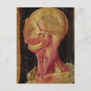 Carte Postale Dessin anatomique de la tête humaine