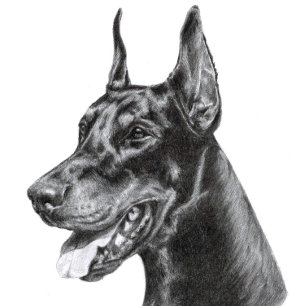 Carte Postale Dessin au crayon Doberman