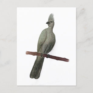 Carte Postale Dessin au crayon d'oiseau gris