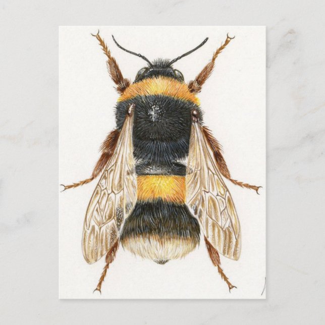 Carte Postale Dessin bourdon (Devant)