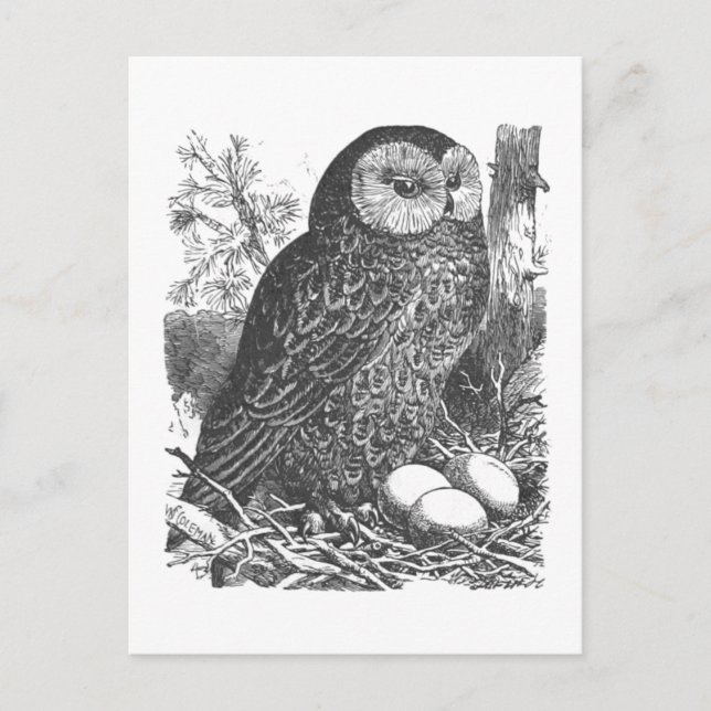 Carte Postale Dessin de chouette à broyage rétro (Devant)