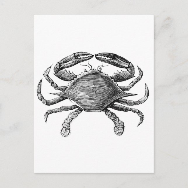Carte Postale Dessin de crabe vintage (Devant)