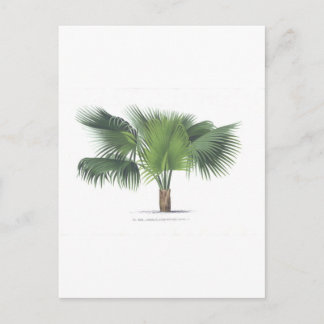 Carte Postale dessin de palme VII