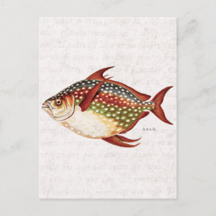 Carte Postale Dessin de poisson vintage des années 1800 Opah Tro