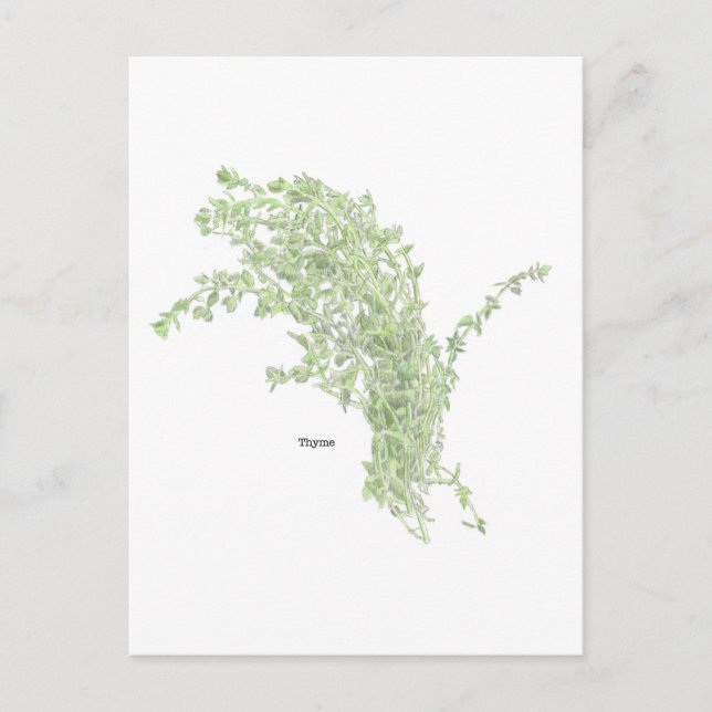 Carte Postale Dessin de thym (Devant)