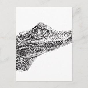 Carte Postale Dessin d'encre de crocodile pour bébé