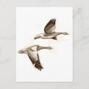 Carte Postale Dessin d'oies volantes