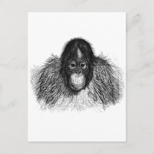 Carte Postale Dessin doux Orangoutan noir et blanc