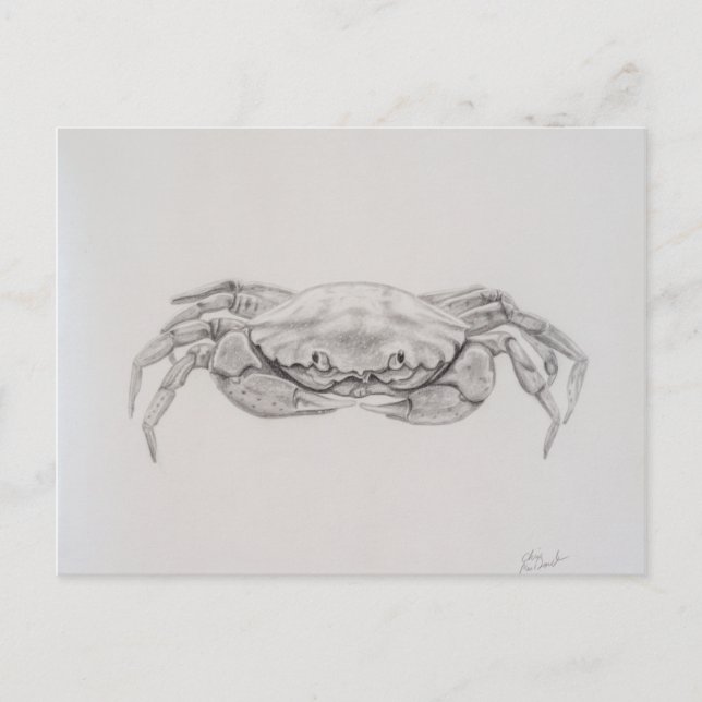 Carte Postale Dessin du crabe côtier (Devant)