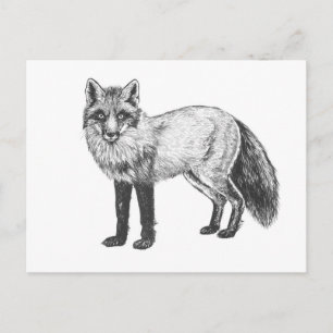 Carte Postale Dessin Fox