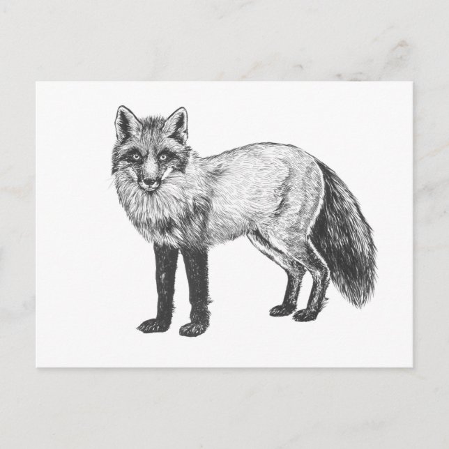 Carte Postale Dessin Fox (Devant)