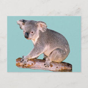 Carte Postale Dessin Koala