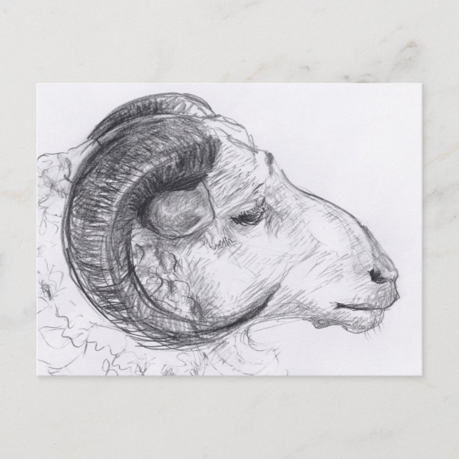 Carte postale Dessin Originale Ram (Devant)