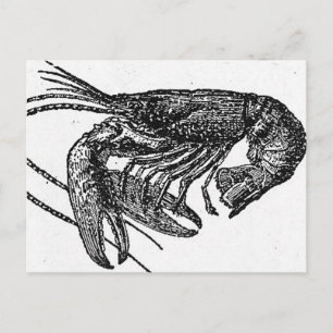 Carte Postale Dessin vieux homard