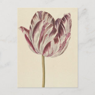 Carte Postale Dessin vintage d'une tulipe blanche et rouge