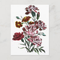 Dessin vintage : Fleurs flamandes roses