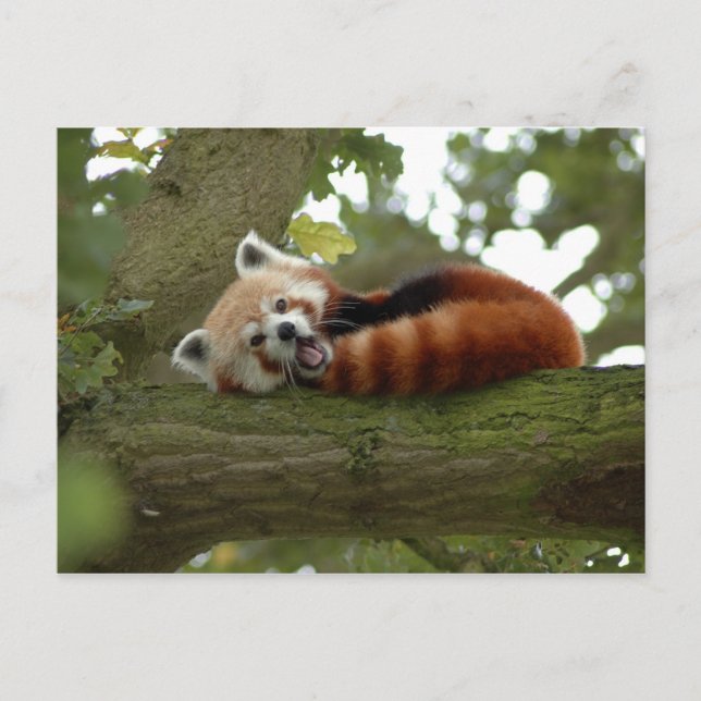Carte Postale Destinée nature de l'ours rouge Panda mignonne (Devant)
