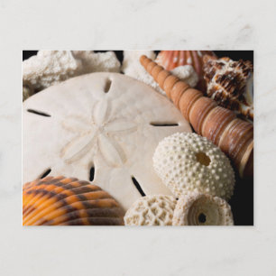 Carte Postale Détail de coquillages du monde entier