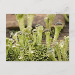 Carte Postale Détail de gouttes de pluie sur le lichen. Crédit :