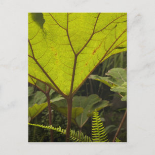 Carte Postale Détail de plante dans un jardin botanique, Équateu