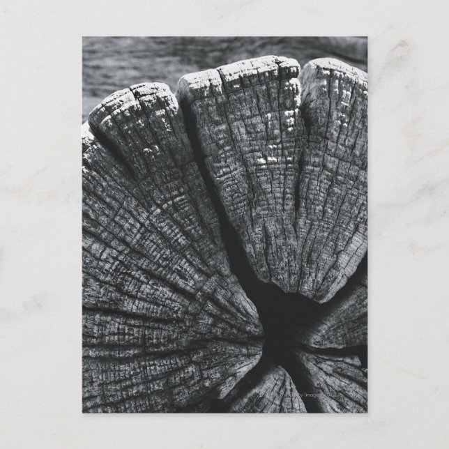 Carte Postale Détail du grain (Devant)