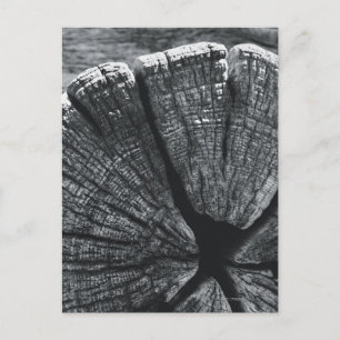 Carte Postale Détail du grain