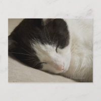 Détail du portrait d'un chat domestique qui dort