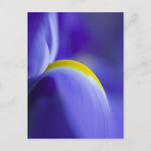 Carte Postale Détail d'une iris Pavillon Bleu.