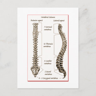 Carte Postale Détails de la colonne Sepia2