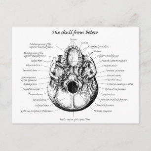 Carte Postale Détails du crâne côté