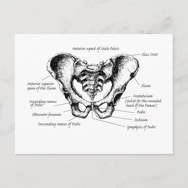 Carte Postale Détails sur le mâle Pelvis (Devant)
