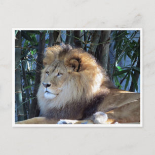 Carte Postale détente du lion