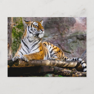 Carte Postale Détente du tigre