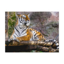 Détente du tigre