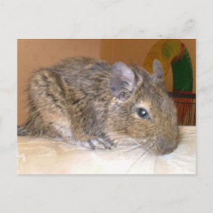 Carte postale Deu relaxant