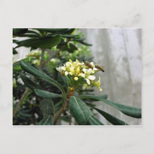 Carte Postale Deux abeilles