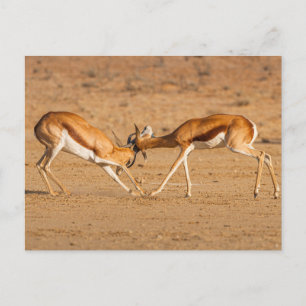 Carte Postale Deux Antelope Springbok combattent