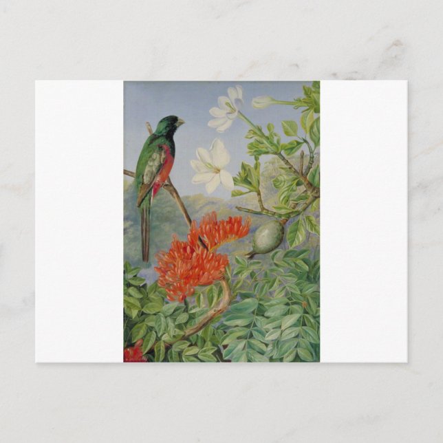 Carte Postale Deux arbustes à fleurs du Natal et un Trogon (Devant)