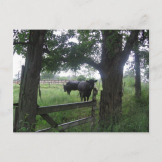 Carte Postale deux beautés noires