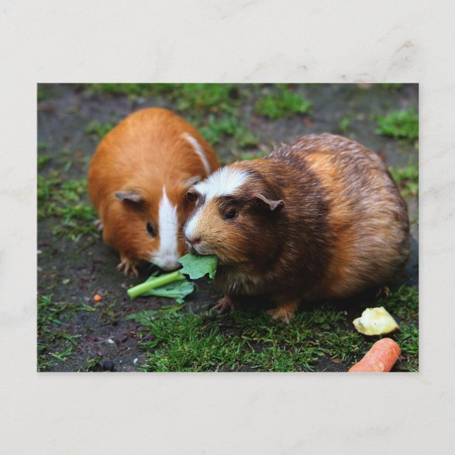 Carte Postale Deux Beaux Cochons De Guinée Mangent Légume (Devant)