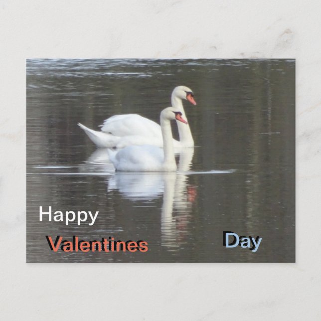 Carte Postale Deux belles valentines Swans (Devant)
