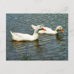 Carte Postale Deux Canards blancs