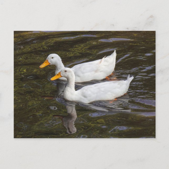 Carte Postale Deux Canards blancs. Lac Roath Park, Cardiff, Pays (Devant)