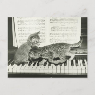 Carte Postale Deux chaton jouant sur le clavier du piano, (B&W)