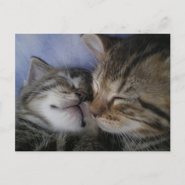 Carte Postale Deux chatons (Devant)