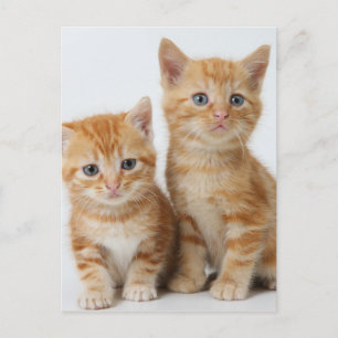 Carte Postale Deux chatons adorables