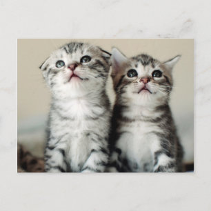 Carte Postale Deux chatons mignons