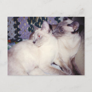 Carte Postale Deux chats siamois en pleine croissance