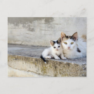 Carte Postale Deux chats sur pas de pierre